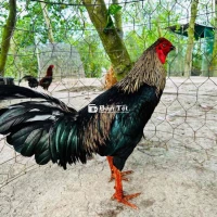 Ô chuối, chân điểm, súp đen 3kg1 tốc độ cao! Xem gà tại Cao Lãnh