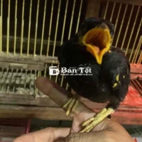 Chim Sáo Miệng To Chân Vàng - Non, Ăn Bột