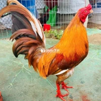 Gà mới