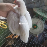 Gà tre bắc cọc nhạn gà 4 tháng hơn