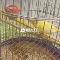 Chim Yến Mái 2 Năm Tuổi Bị Đau Chân - Thanh Lý Cho Bác Nào Chăm Sóc  