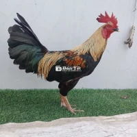 2kg9 tay tốt