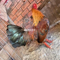 mã lại con cự con không gl
