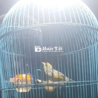 Bán chim Quế Lâm, Ngũ Sắc đẹp, hót hay