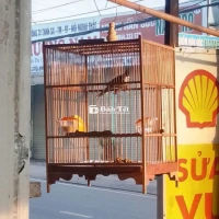 Chim Chào Mào To Con - Lông Đẹp, Giọng Hay - Dành Cho Anh Em Đam Mê  