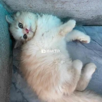 Mèo Đực Cần Tìm Chủ Mới Yêu Thương  