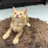 Cần Bán 2 Bé Mèo Lai Xiêm Và Ald  