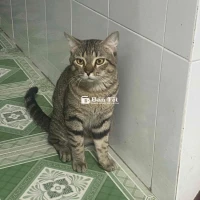 Tìm chủ mới cho mèo đáng yêu!