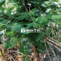 Cây Phượng Bóng Mát, Phát Triển Nhanh, Phù Hợp Nhiều Không Gian