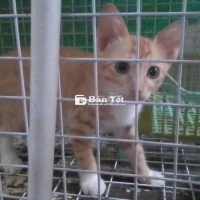 Tìm chủ nhân yêu thương cho bé mèo mướp cam 50 ngày tuổi  