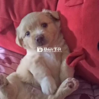 Chó Nhật cần tìm chủ mới