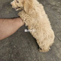 Chó Poodle Cái Bé Đã Được 3 Tháng Tuổi  