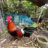 Gà điều mồng lá 1kg7 cần bán  