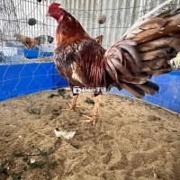 Gà ASILL Mỹ rớt t3 (té cái thứ 3)