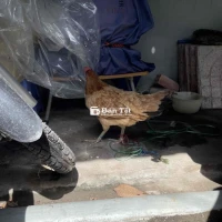 Mái nhánh 2kg1 - Gà mái nhánh dưới quê đang đẻ lứa so  