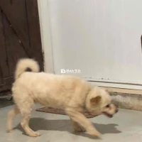 Chó Đực 1 Năm Tuổi Rất Khôn, Đã Tiêm Phòng Đầy Đủ  