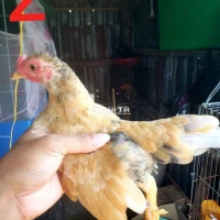 Gà Trống Bắc Cọc Vàng Xám 4 Tháng - Minh Cần Chia Em  