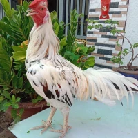 Bướm Thái 3 Ki4 Zin - Mới Lên Con Bướm Nguyên Zin  