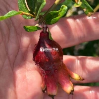 lựu ấn độ đang hoa trái rất đẹp.