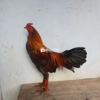 Điều Bông 3k180 - Gà Ăn 1 X Tiền, Tình Trạng Khô Long, Cần Thanh Lý  