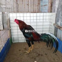 Bán Gà Thái Mỹ 8 Tháng Tuổi - Trạng Đá Cứng, 3kg150  