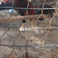 Gà Nòi Lai A21 - Cân Nặng 2kg2 - 2kg3 - Liên Hệ Cực Roi  