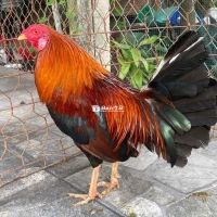 Tre 1kg4 - Thành tích chuẩn nọc GL Chào mào