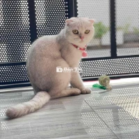 Cần gả nhanh em mèo Anh lông ngắn