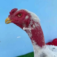 Gà Đòn Nhạn - Gà Tơ Chất Lượng Cao  