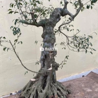 Cần bán sen Nam Điền vảnh 80 cao 1m2, cây già và chất lượng  