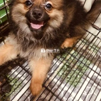 phốc sóc 4 tháng đã tiêm phòng