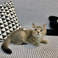 Tìm nhà mới cho 2 bé mèo đáng yêu