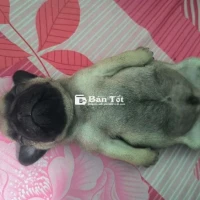 Bé Pug Baby Dễ Thương - Sổ Giun Đầy Đủ