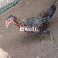 Mái nòi tơ 3 tháng, 1kg2 - Chuẩn làm giống