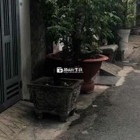 Khế Ngọt Giống Ngon, Sai Trĩu Quả - Cần Bán Gấp!  