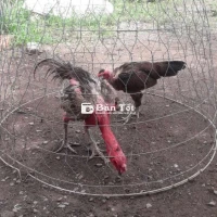 Gà đòn - Cặp Gà Đã Đẻ Nhiều Lứa, Ai Cần Liên Hệ Ngay!