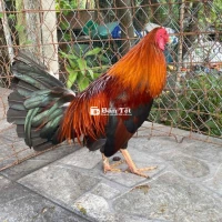 Thanh lý Gà Tre Asil Kelso 1kg4