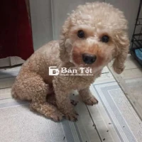 chó Poodle tiny