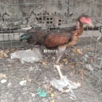 Gà mái chọi tơ đang đẻ lứa so