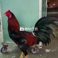 Gà Xanh Chơi Lễ Xanh 2k9 - Mẽ Ăn Độ, Có Nước, Nui Sần - AE Về Chơi Lễ Nhé!  