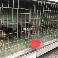 Gà mái nòi con siêu đẹp