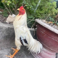 gà xike giao 2k9