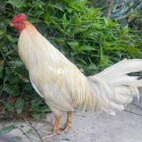 Ga thua gãy cánh 2k8 – Ae súng cự mạnh, không chạy con nào  