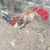 Gà điều bông ăn 2cái