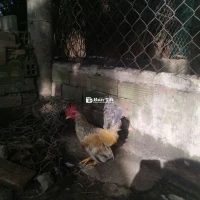 E gà tre kiểng cứu lửa