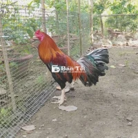 Điều chân trắng 3kg7