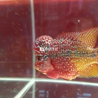 Cá rô phi đột biến ( kamfa f3 size 3 ngón 2 màu )