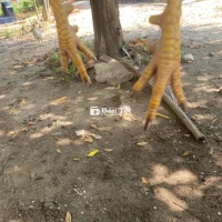 gà 2kg gl thùng bia cái xác ae ơi
