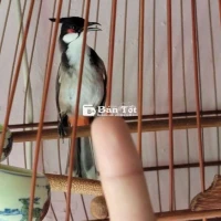 Chào mào bổi ae về gọt dũa tiếp
