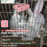 Thỏ Việt Lai Xuất Xất Tại Nông Trại Thỏ & Bọ Ú